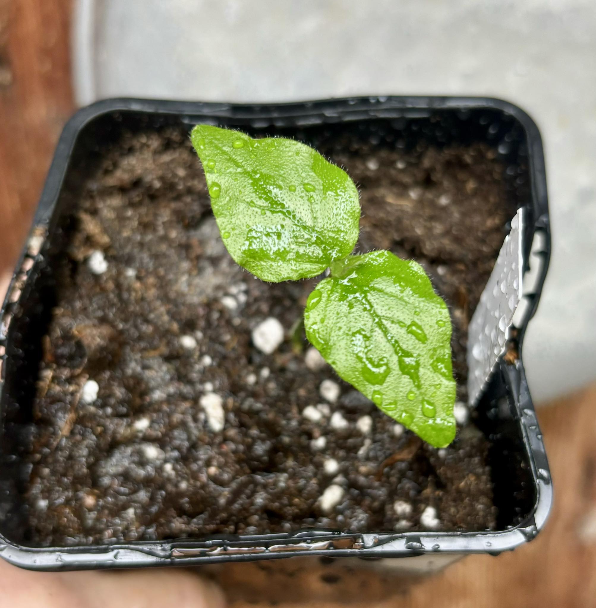 Campomanesia sp Sul da Bahia Super - 1 small potted seedling / 1 kleiner, getopfter Sämling