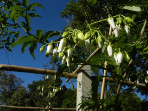 Moonberry - Solanum alternatopinnatum - 1 potted plant / 1 getopfte Pflanze