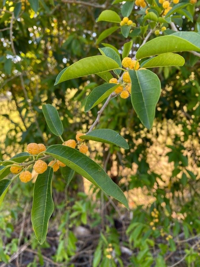 Yellow Che (Maclura cochinchinensis) - 1 potted plant / 1 getopfte Pflanze