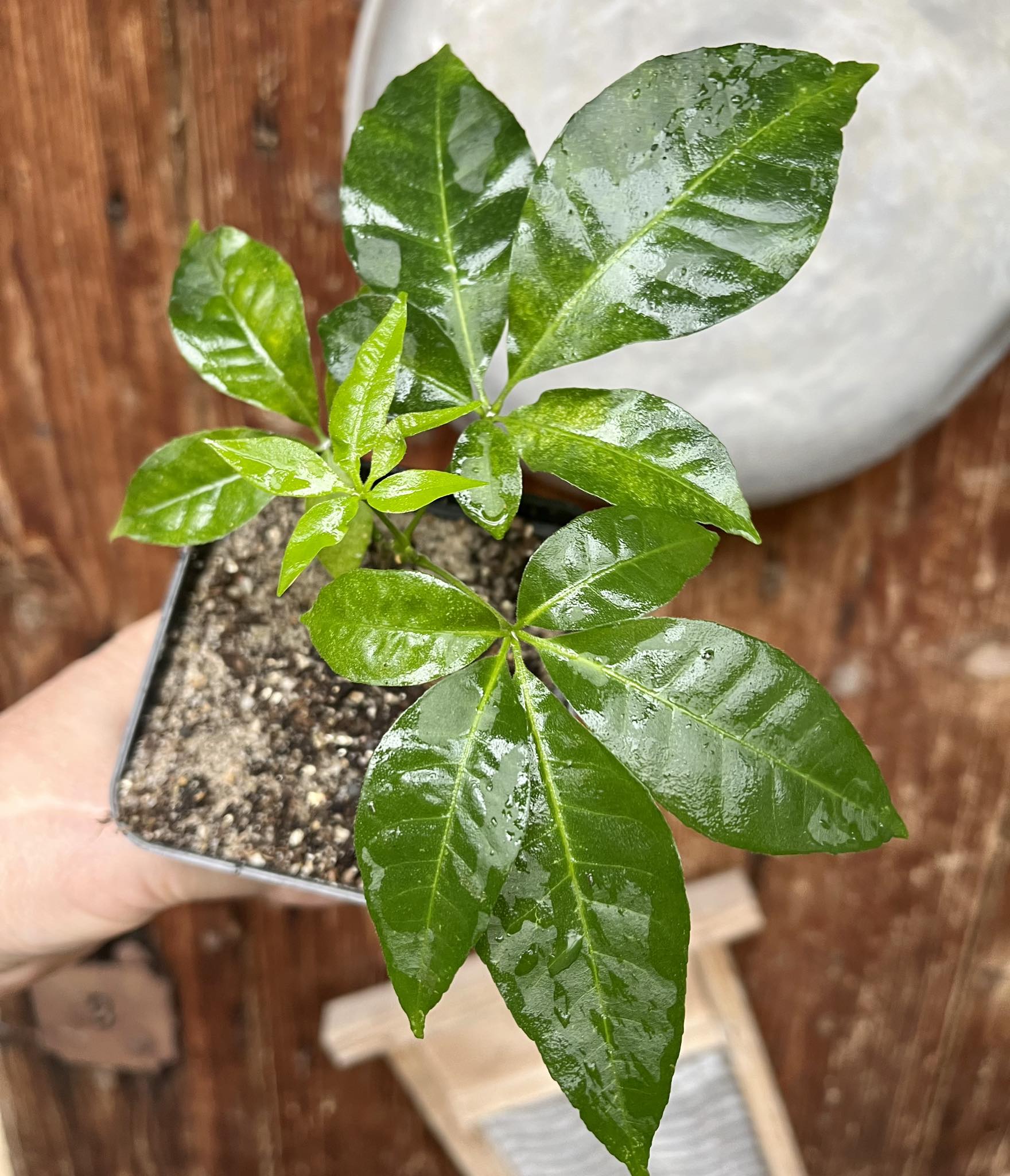 Casimiroa tetrameria - Wooly Leaved Sapote -  1 seedling / 1 Sämling