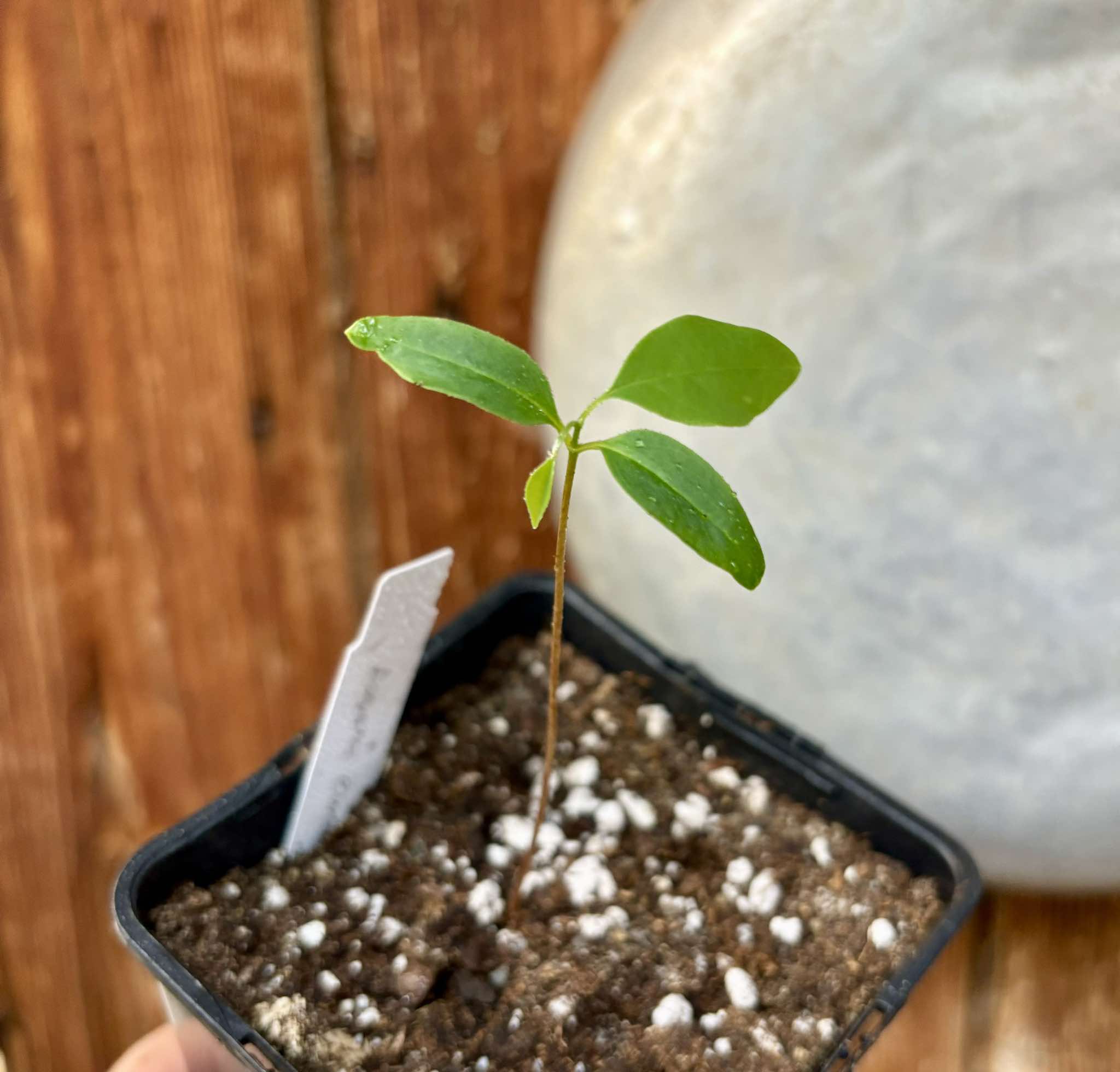 Annona emarginata - 1 potted plant / 1 getopfte Pflanze