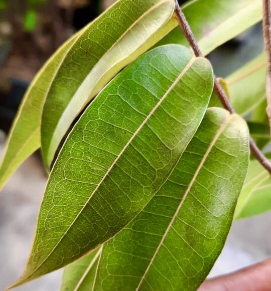 Duguetia sp Ceara - 1 fresh seed / 1 frischer Samen