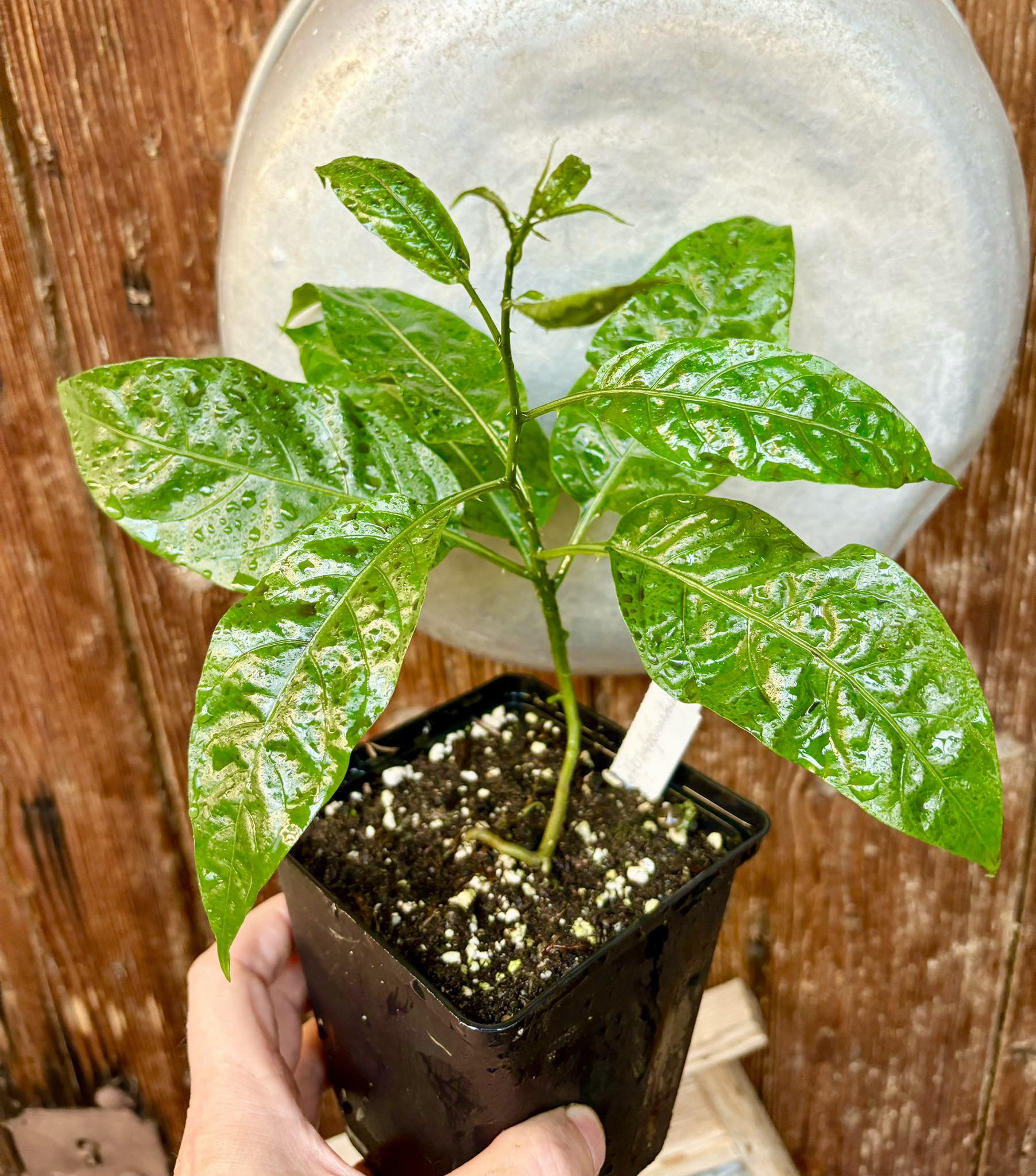 Moonberry - Solanum alternatopinnatum - 1 potted plant / 1 getopfte Pflanze