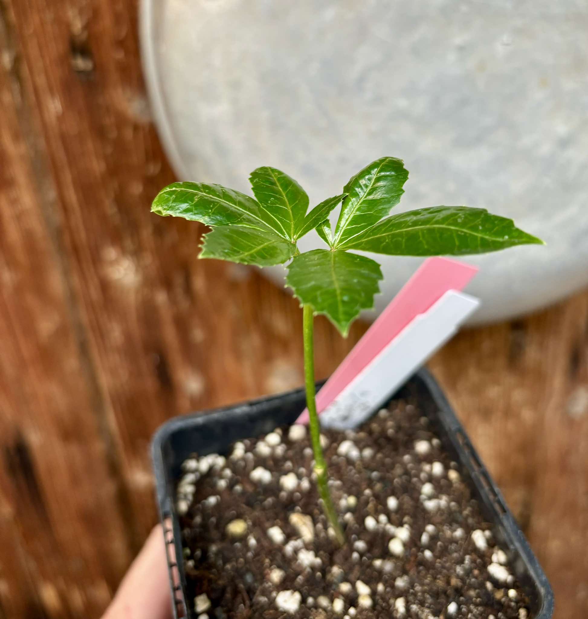 Marula (Sclerocarya birrea) -  1 potted plant / 1 getopfte Pflanze