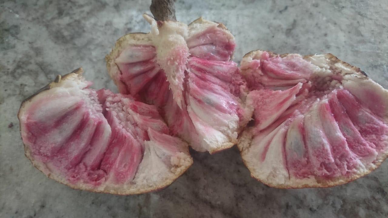 Annona reticulata big pink-red variety - 1 potted plant / 1 getopfte Pflanze