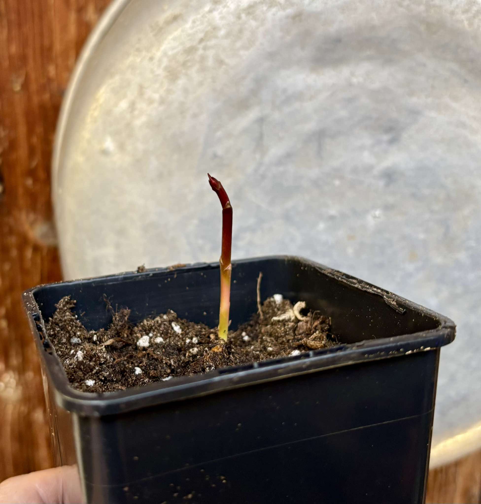 Garcinia dulcis - Mundu  - 1 small potted seedling / 1 kleiner, getopfter Sämling