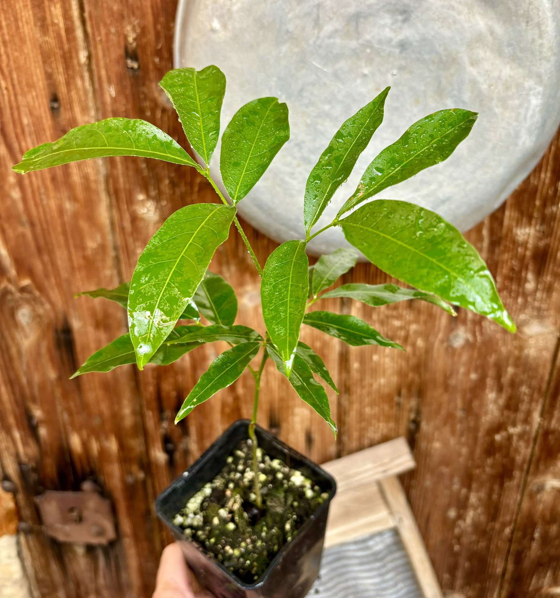 Talisia esculenta - Pitomba do Nordeste - 1 potted seedling / 1 getopfter Sämling