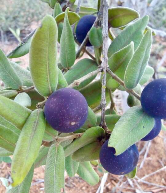 Myrciaria caerulescens - Roxa - Blue Guaquiea -  1 potted plant  / 1 getopfte Pflanze