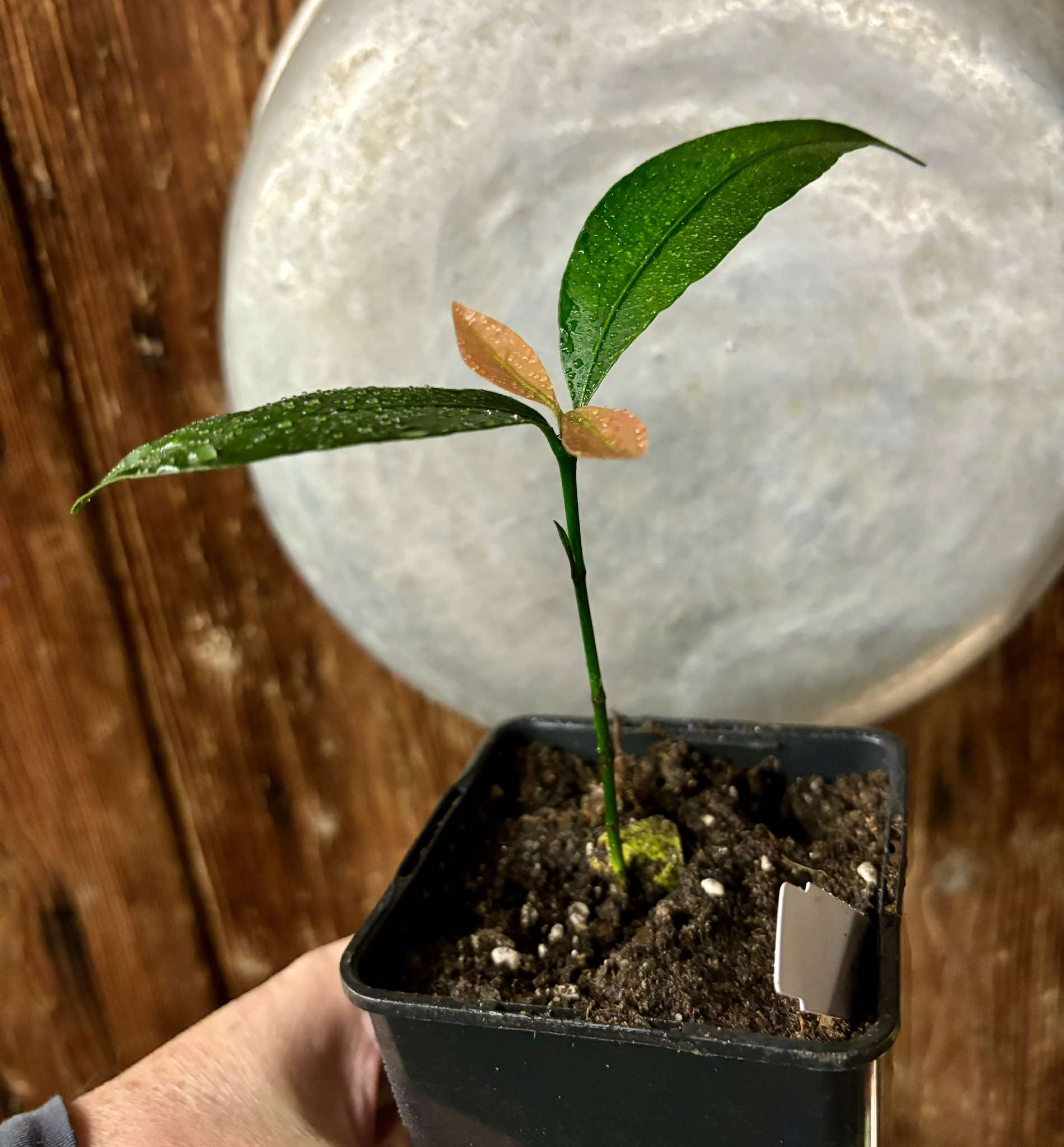 Garcinia humilis Nr. 1  - Achachairu - 1 potted plant / 1 getopfte Pflanze