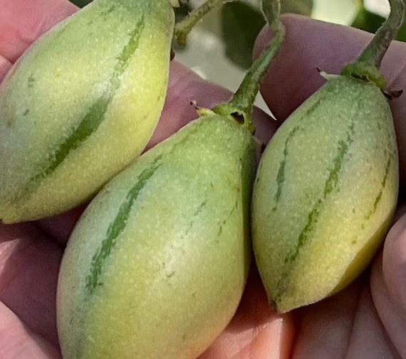 Hardy Tamarillo (Solanum corymbiflorum) - 1 potted plant / 1 getopfte Pflanze 