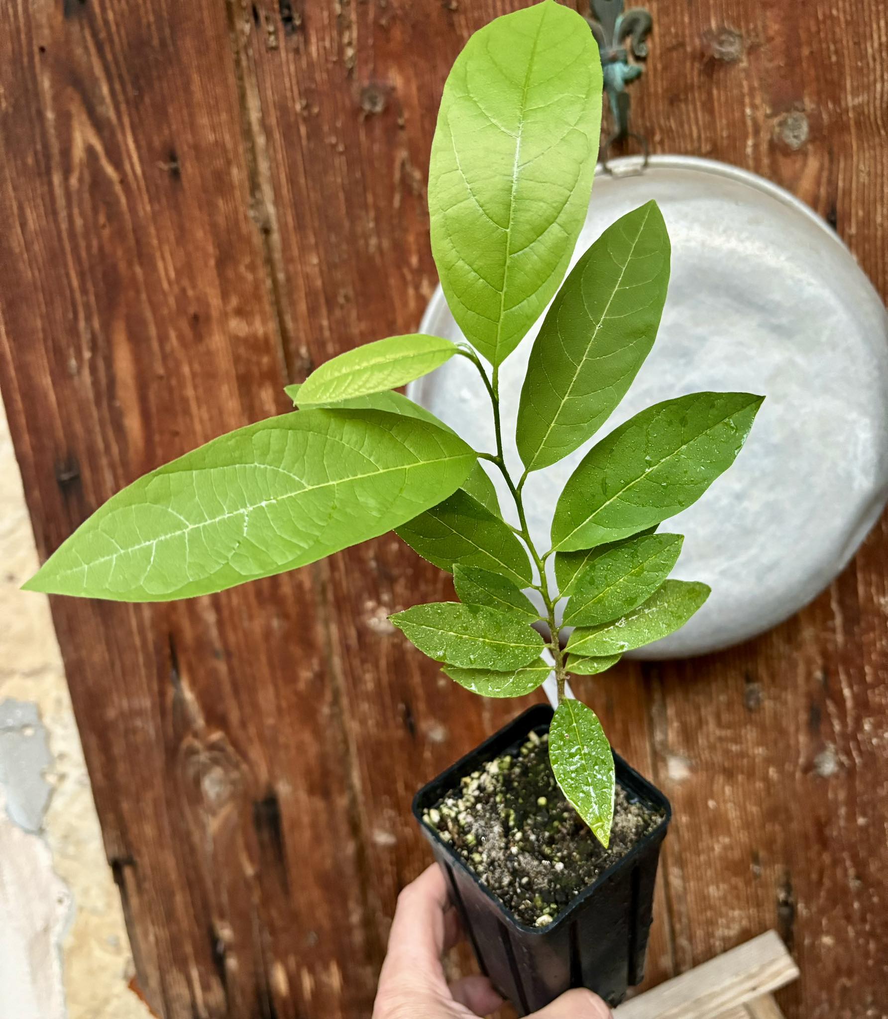 Annona squamosa RED - 1 potted seedling / 1 getopfter Sämling