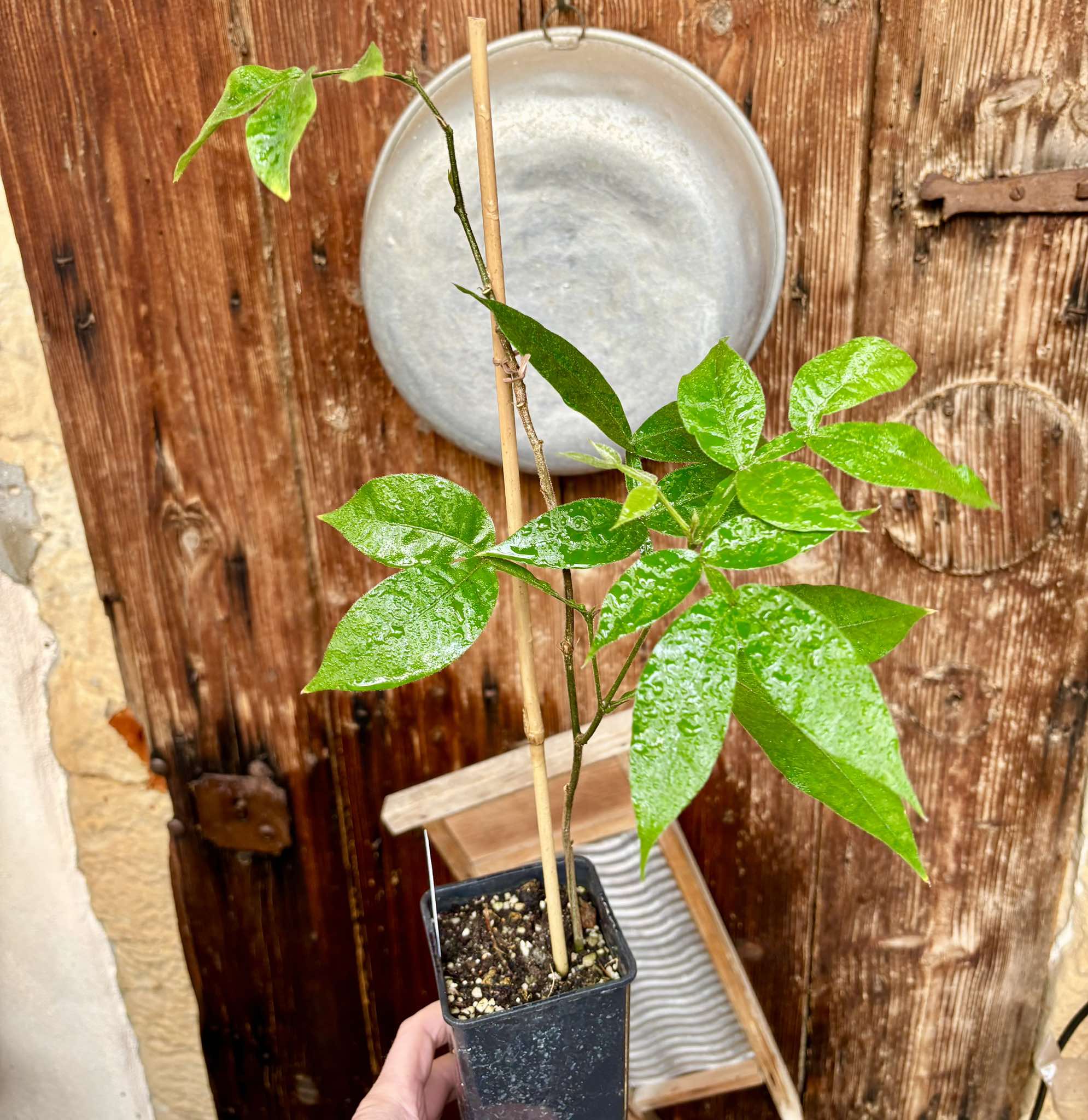 Inga feuilleei - Pacay Ice Cream Bean - 1 potted plant / 1 getopfte Pflanze