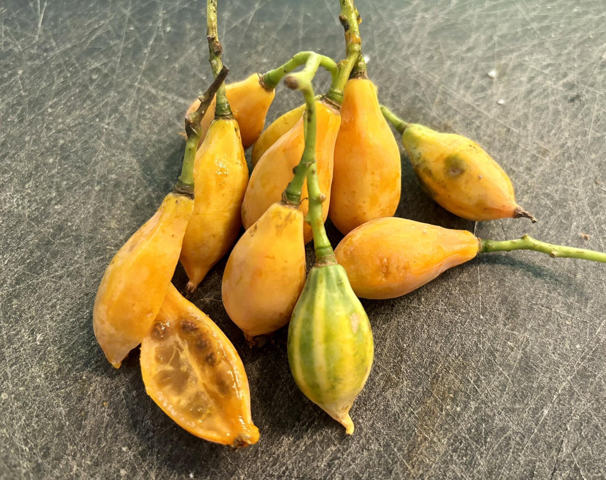 Oakleaf Papaya (Carica querzifolia) -  1 fresh seeds/ 1 frischer Samen 