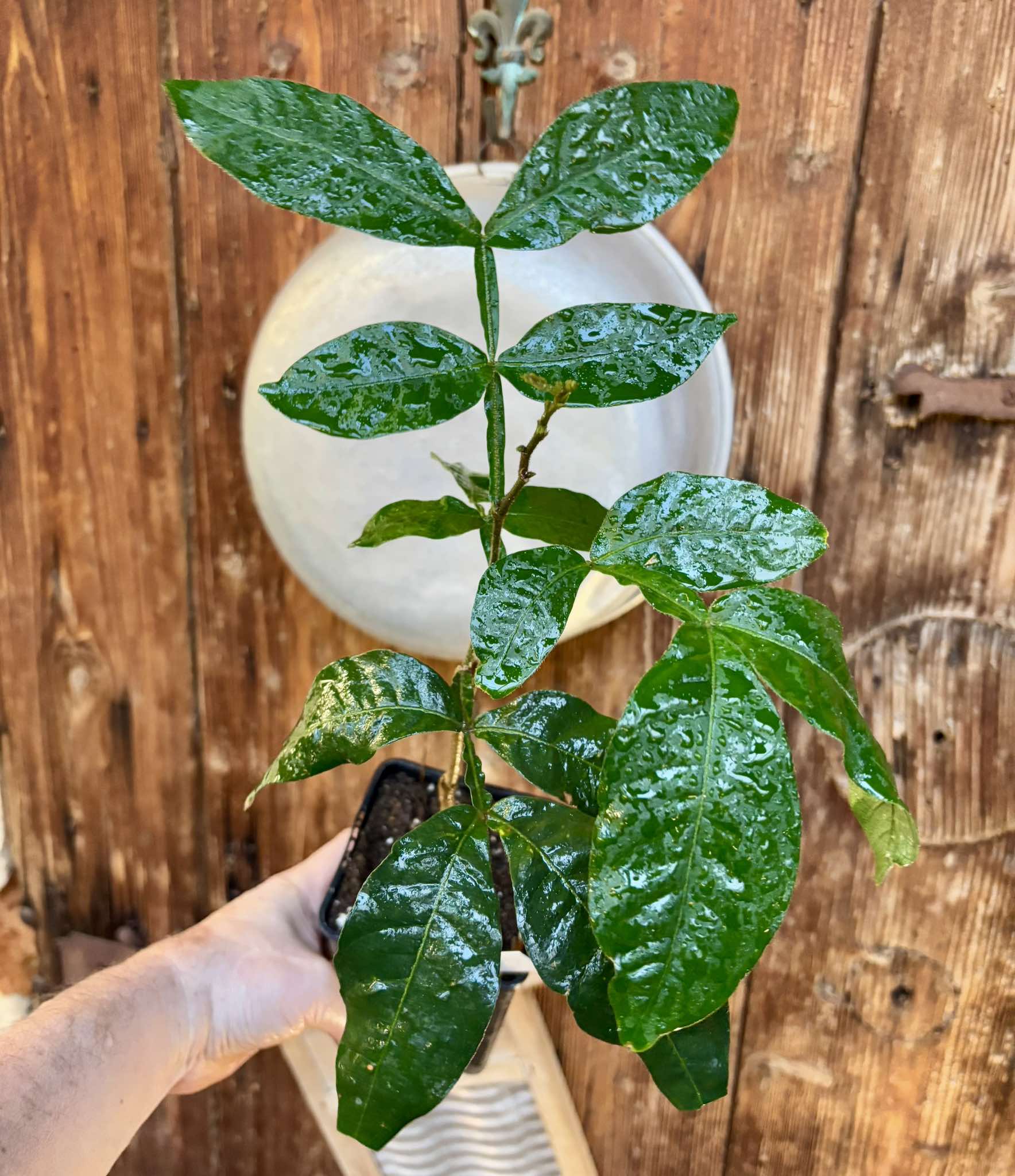 Inga spectabilis - Machete Ice cream bean - 1 potted plant / 1 getopfte Pflanze