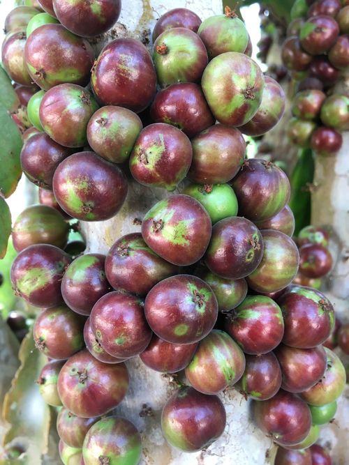 Jaboticaba Peluda de Cruz - Plinia spiritosantensis - 1 potted plant/ 1 getopfte Pflanze