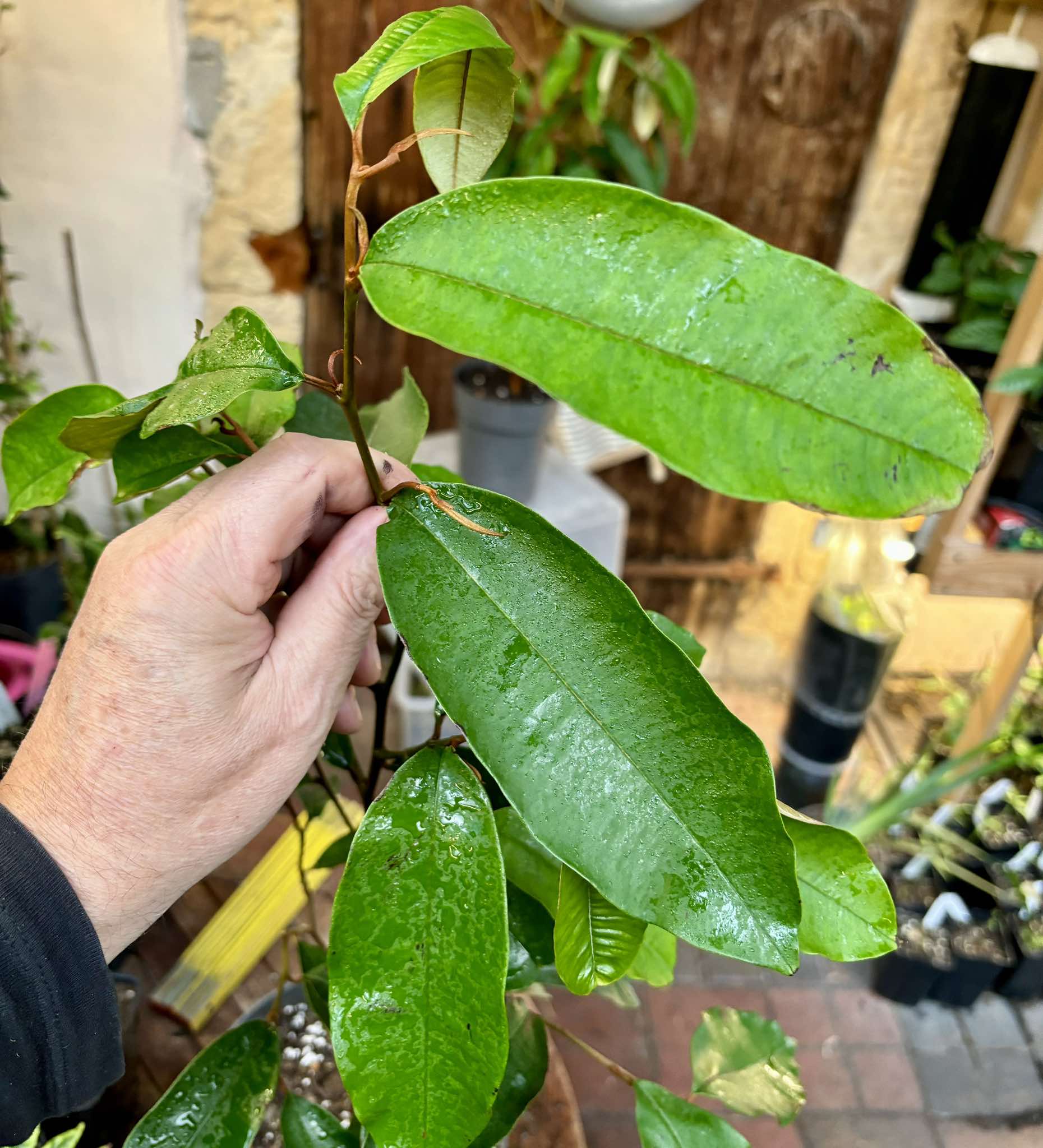 Star Apple Nr. 1 - Chrysophyllum cainito - 1 potted plant / 1 getopfte Pflanze