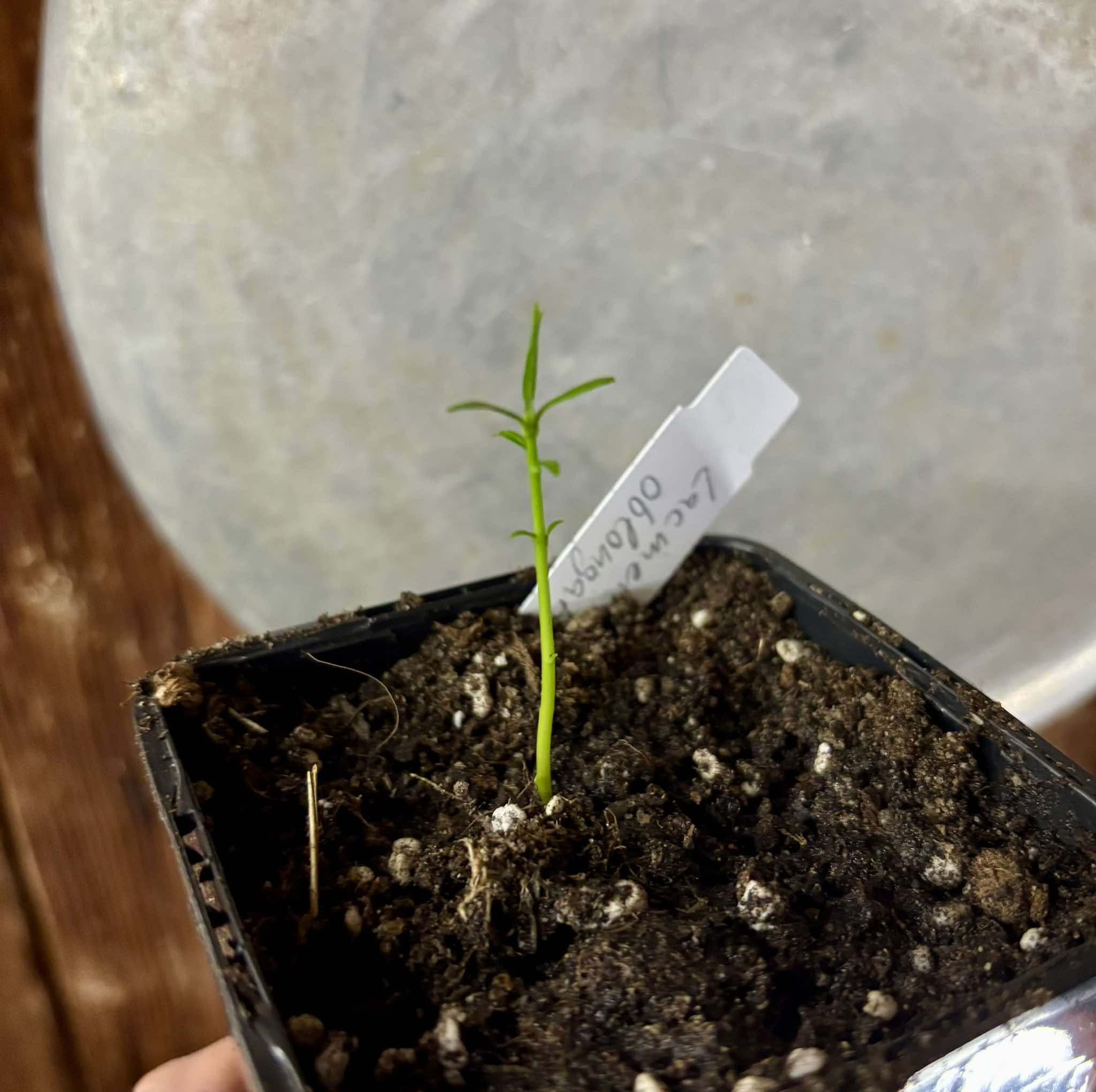 Chewing Gum Fruit (Lacmellea oblongata) - 1 small potted seedling / 1 kleiner, getopfter Sämling