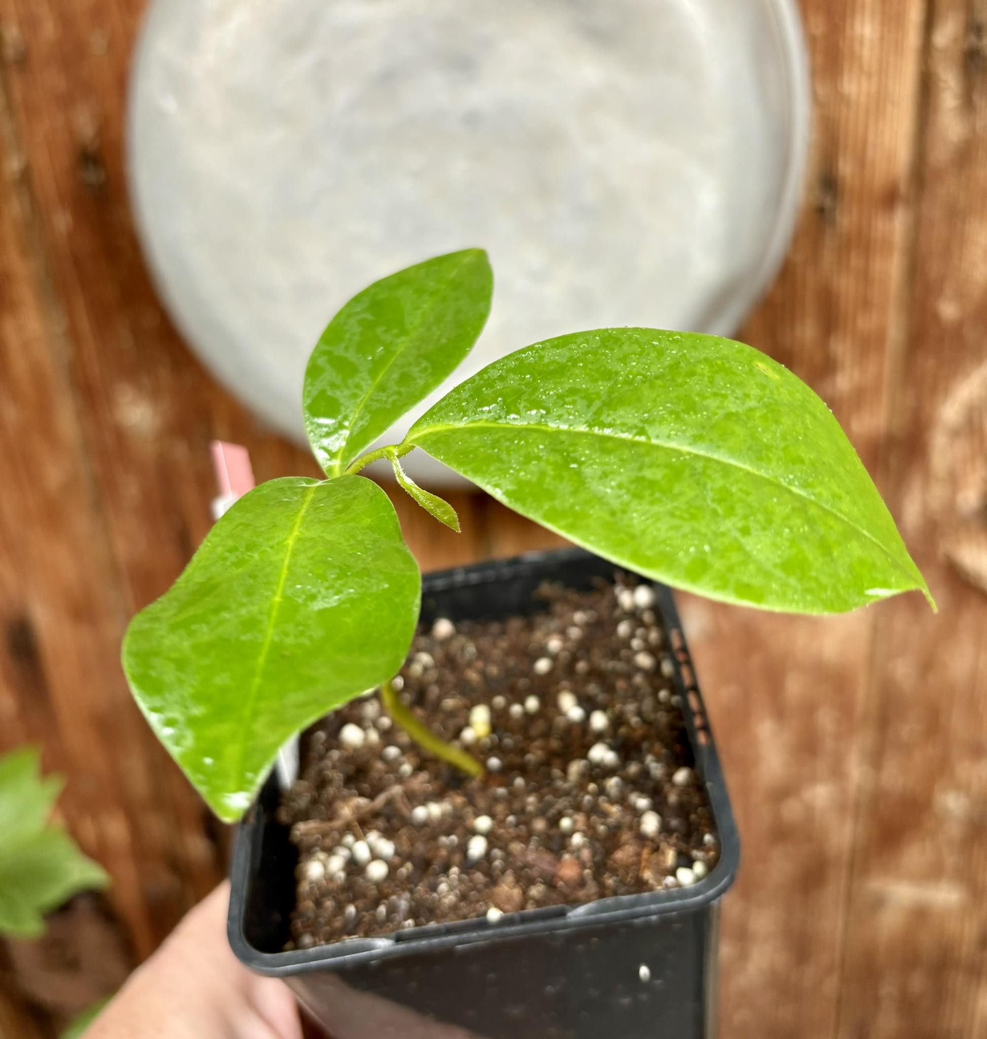 Annona montana - Mountain Soursop - 1 potted plant / 1 getopfte Pflanze