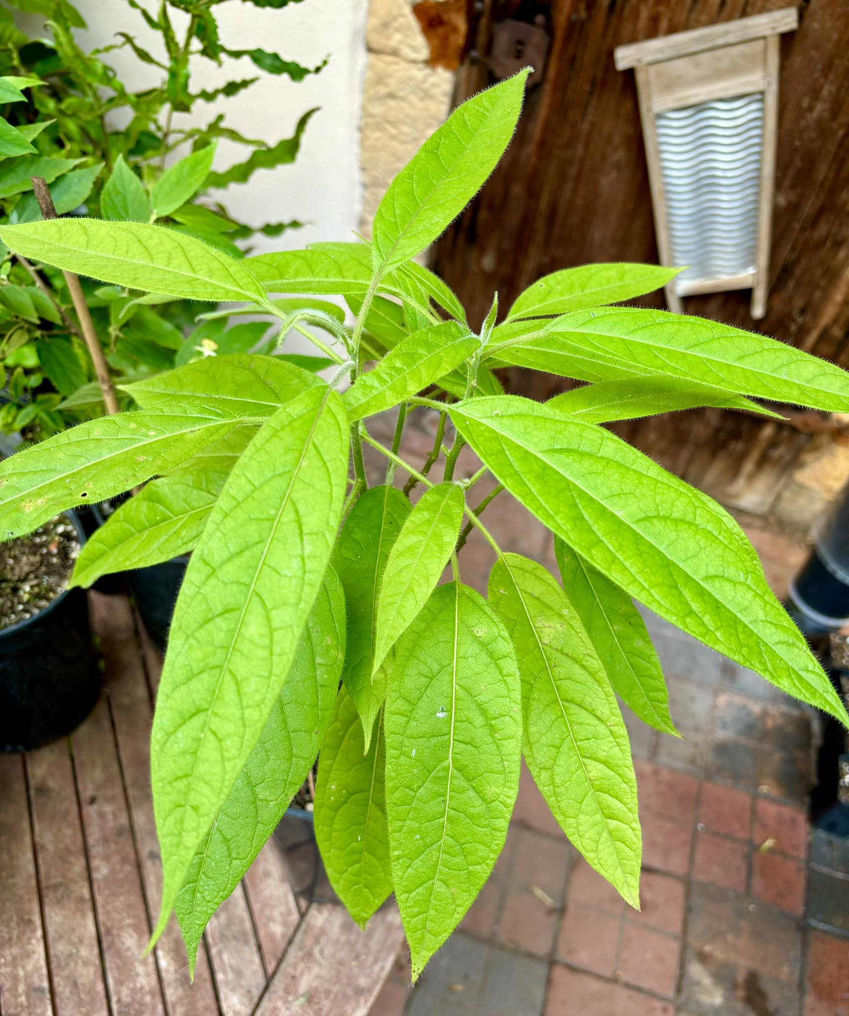 Solanum luridifuscescens - Tomatao Verde Piloso - 1 potted plant / 1 getopfte Pflanze