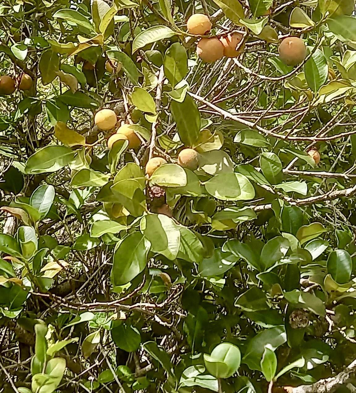 Cherapú Brasileiro  - Garcinia sp. -   1 potted plant / 1 getopfte Pflanze