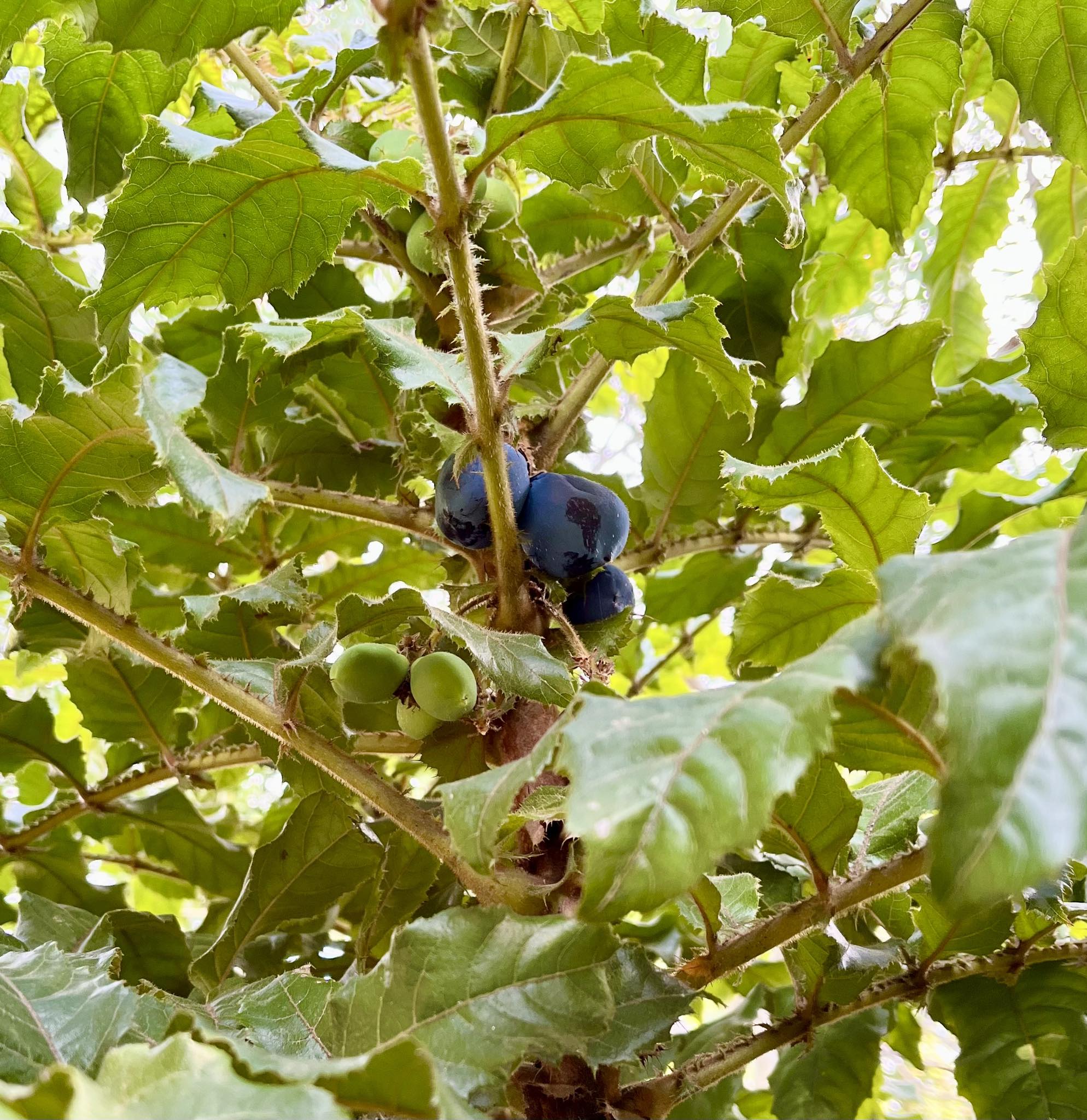 Davidson Plum (Davidsonia jerseyana) - 1 potted plant / 1 getopfte Pflanze