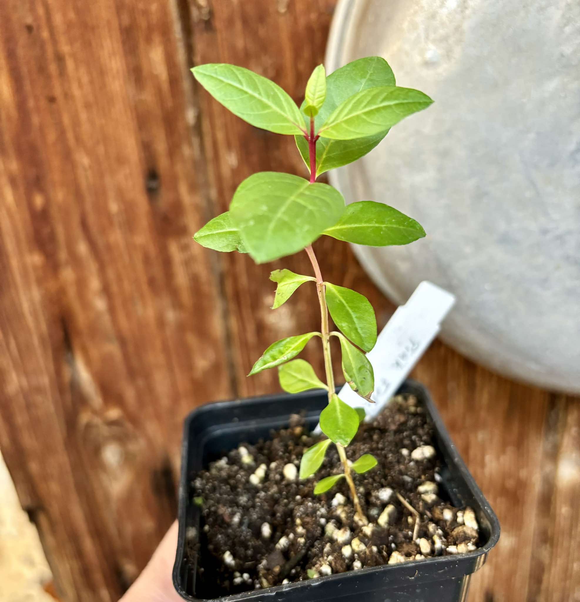 Psidium guajava - Pink Felah  - 1 small potted seedling / 1 kleiner, getopfter Sämling 