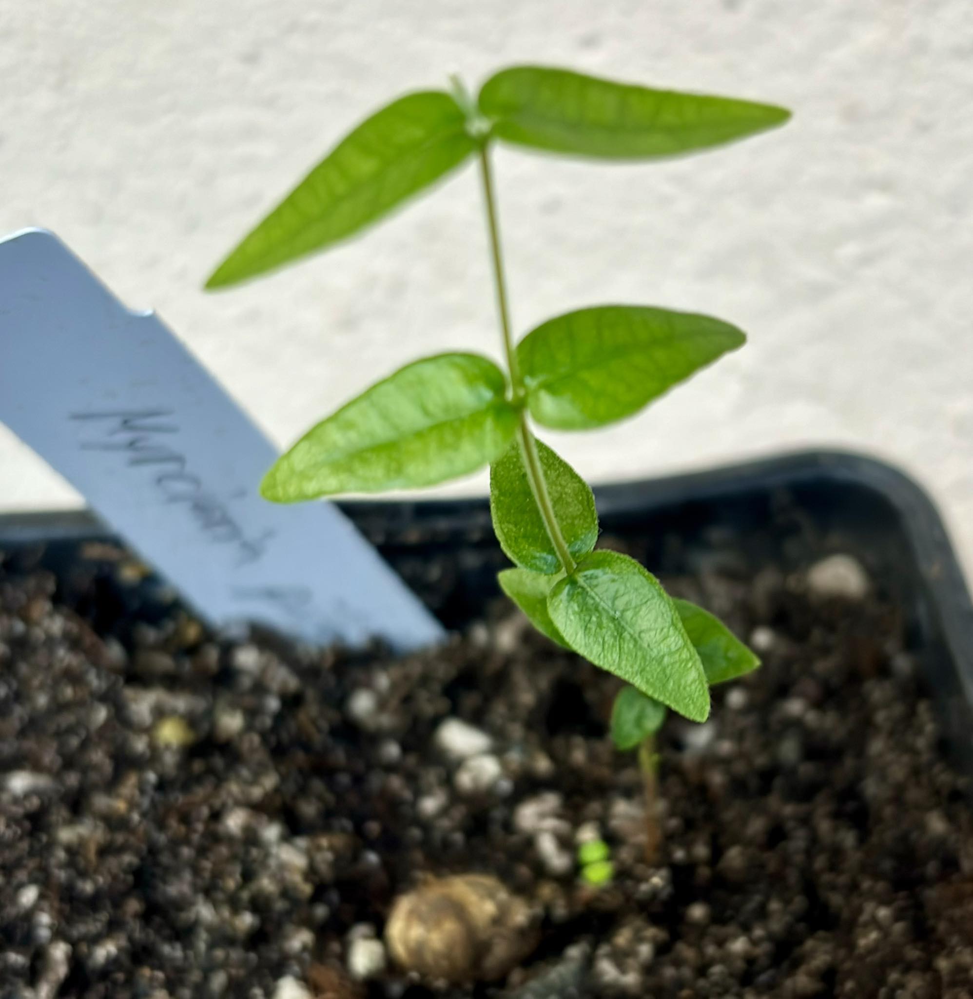 Myrciaria pilosa -  1 small potted seedling  / 1 kleiner getopfter Sämling