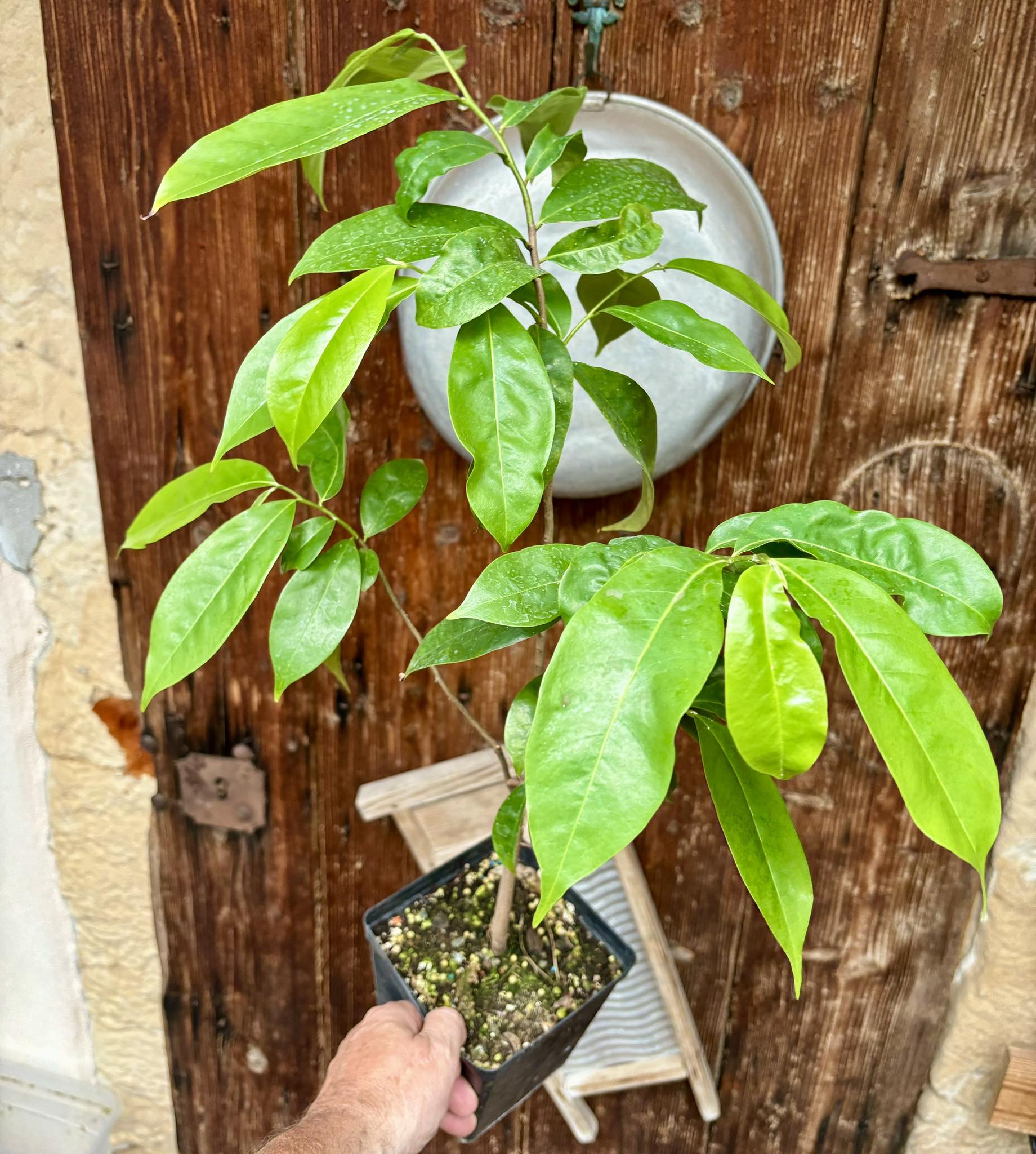 Annona muricata - Soursop / Stachelannone fiberless - 1 potted plant / 1 getopfte Pflanze