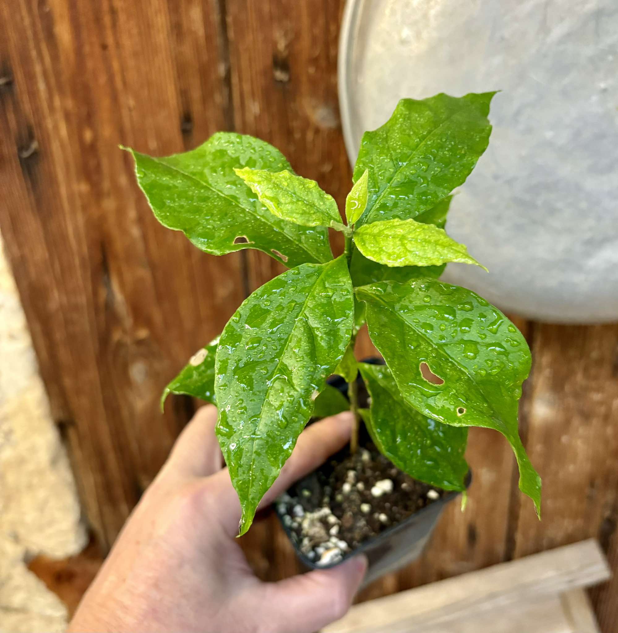 Peanutbutter Fruit (Bunchosia glandulifera) - 1 potted plant / 1 getopfte Pflanze