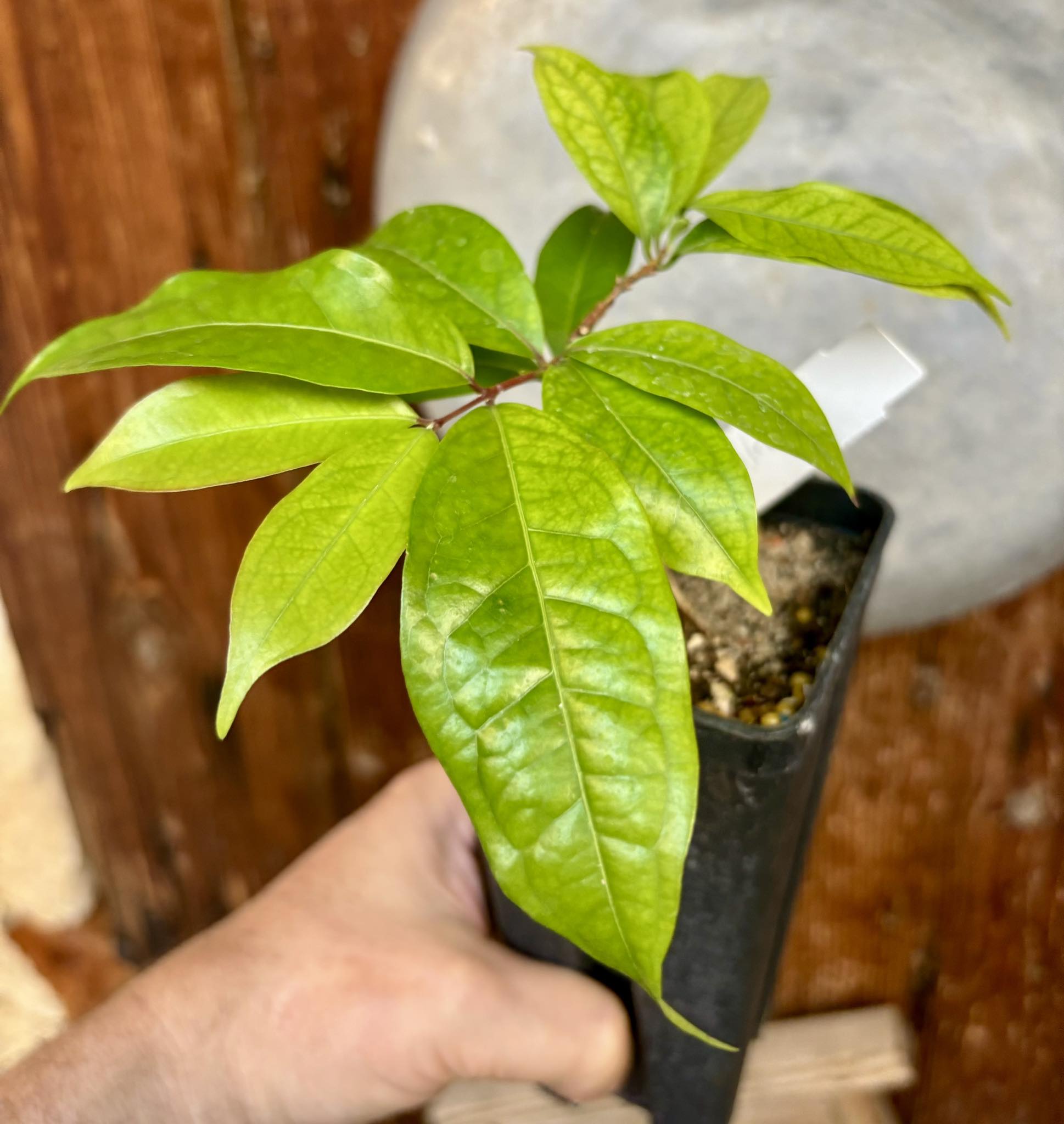 Ruby do Amazonas (Eugenia patrisii) - 1 potted plant / 1 getopfte Pflanze