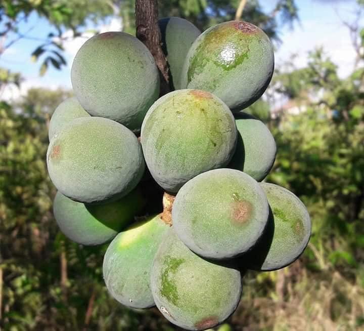 Curriola (Pouteria ramiflora) fresh seed / frischer Samen