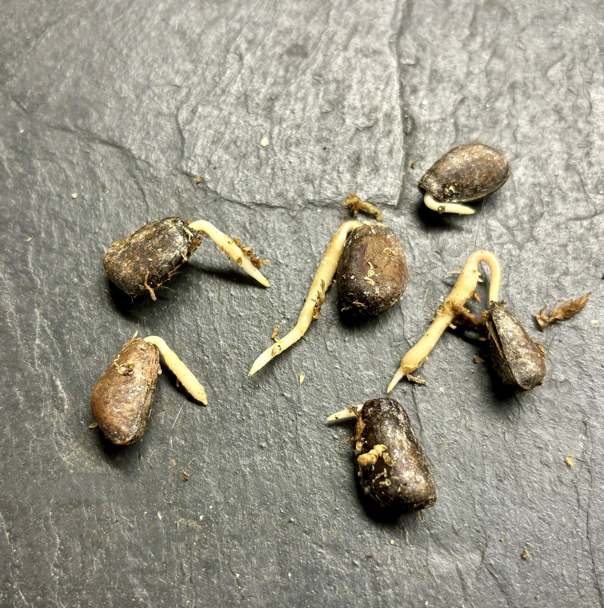 Annona sylvatica - 1 germinated seed / 1 gekeimter Samen