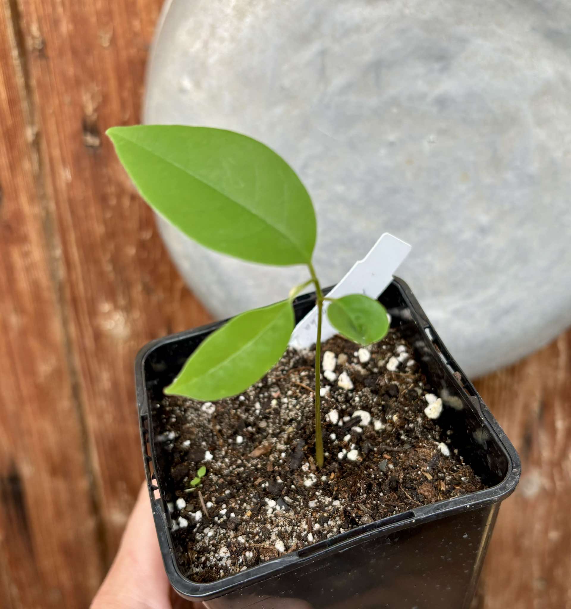 Annona cf bahiensis Folha Llisa - 1 pottet seedling / 1 getopfter Sämling