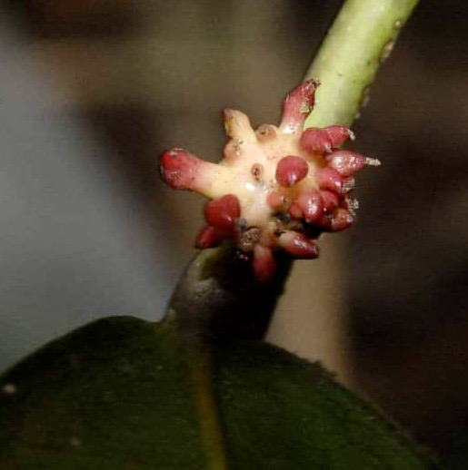 Pseudoxandra bahiensis - 1 germinated seed / 1 germinated seed