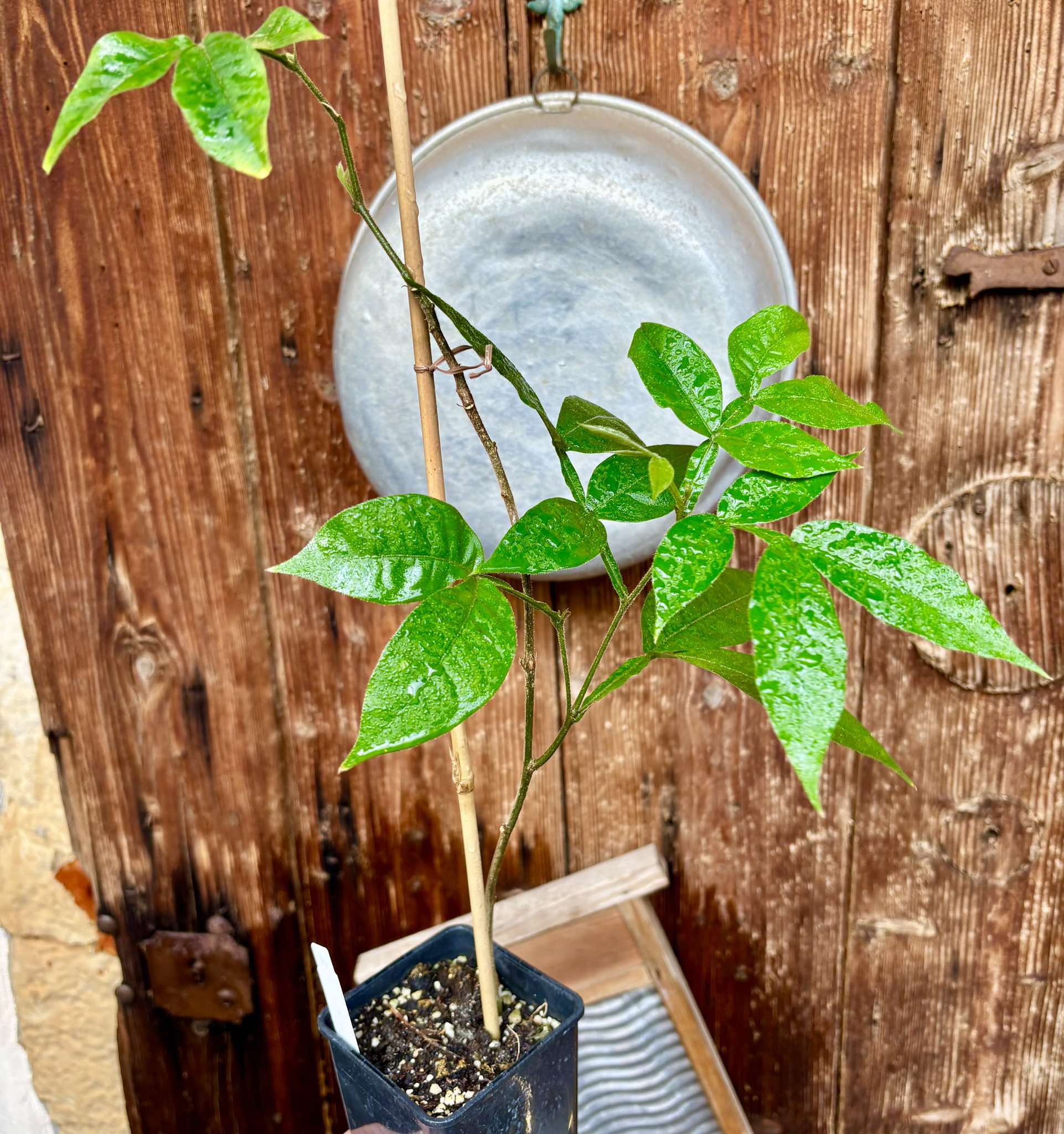 Inga feuilleei - Pacay Ice Cream Bean - 1 potted plant / 1 getopfte Pflanze