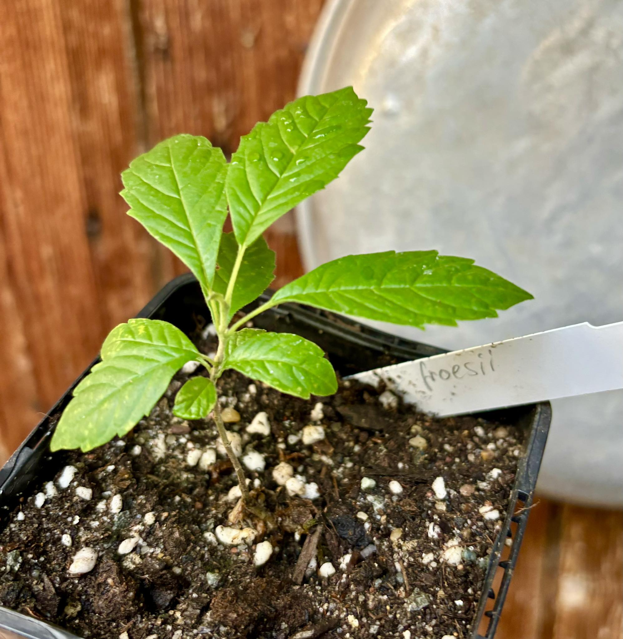 Vitex froesii - 1 potted plant / 1 getopfte Pflanze