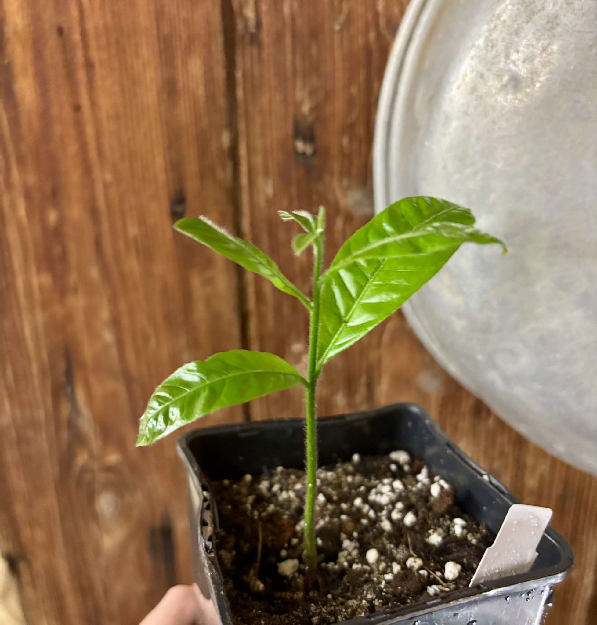 Brasilian Abiu (Pouteria caimito) - 1 small potted seedling / 1 kleiner, getopfter Sämling