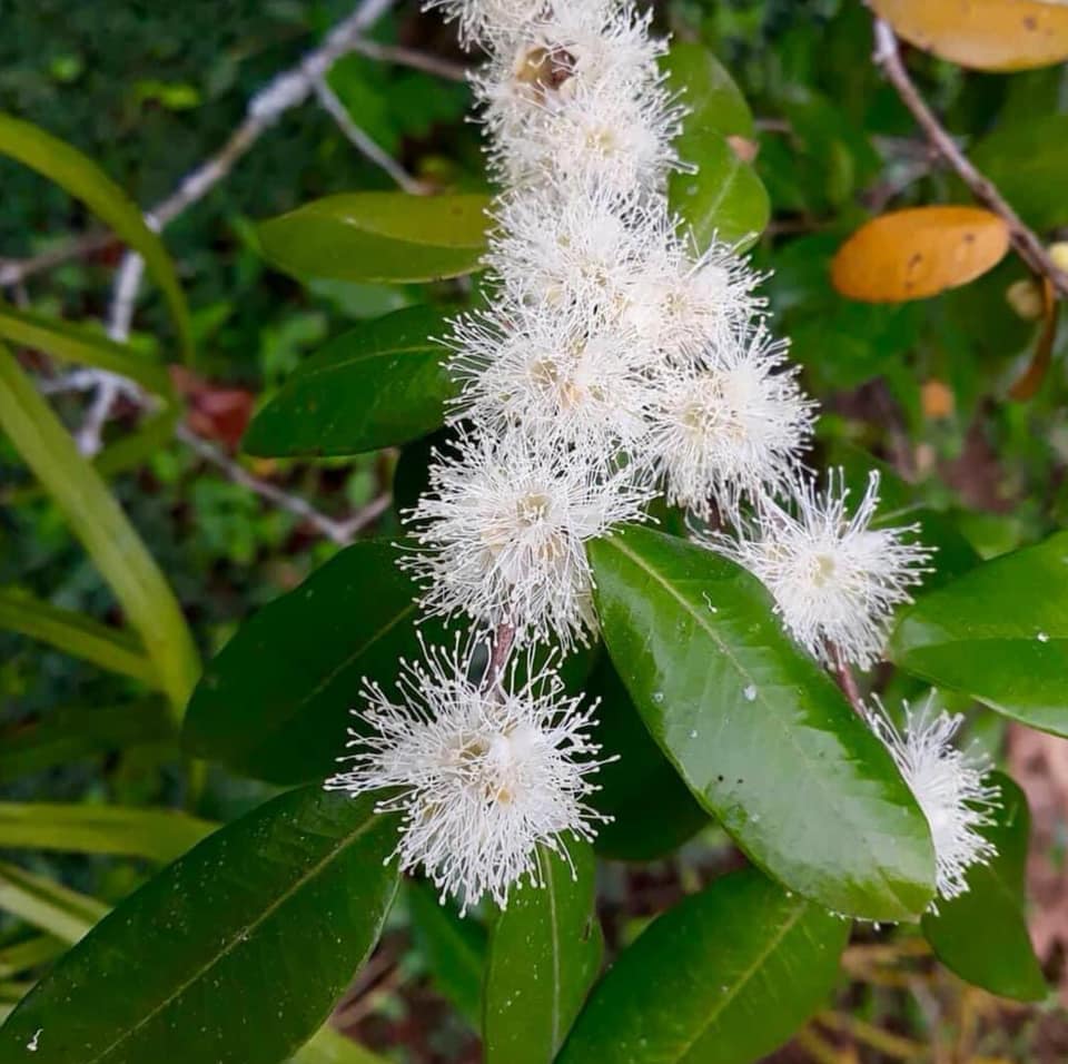 Myrciaria guaquiea - 1 germinated seed / 1 gekeimter Samen