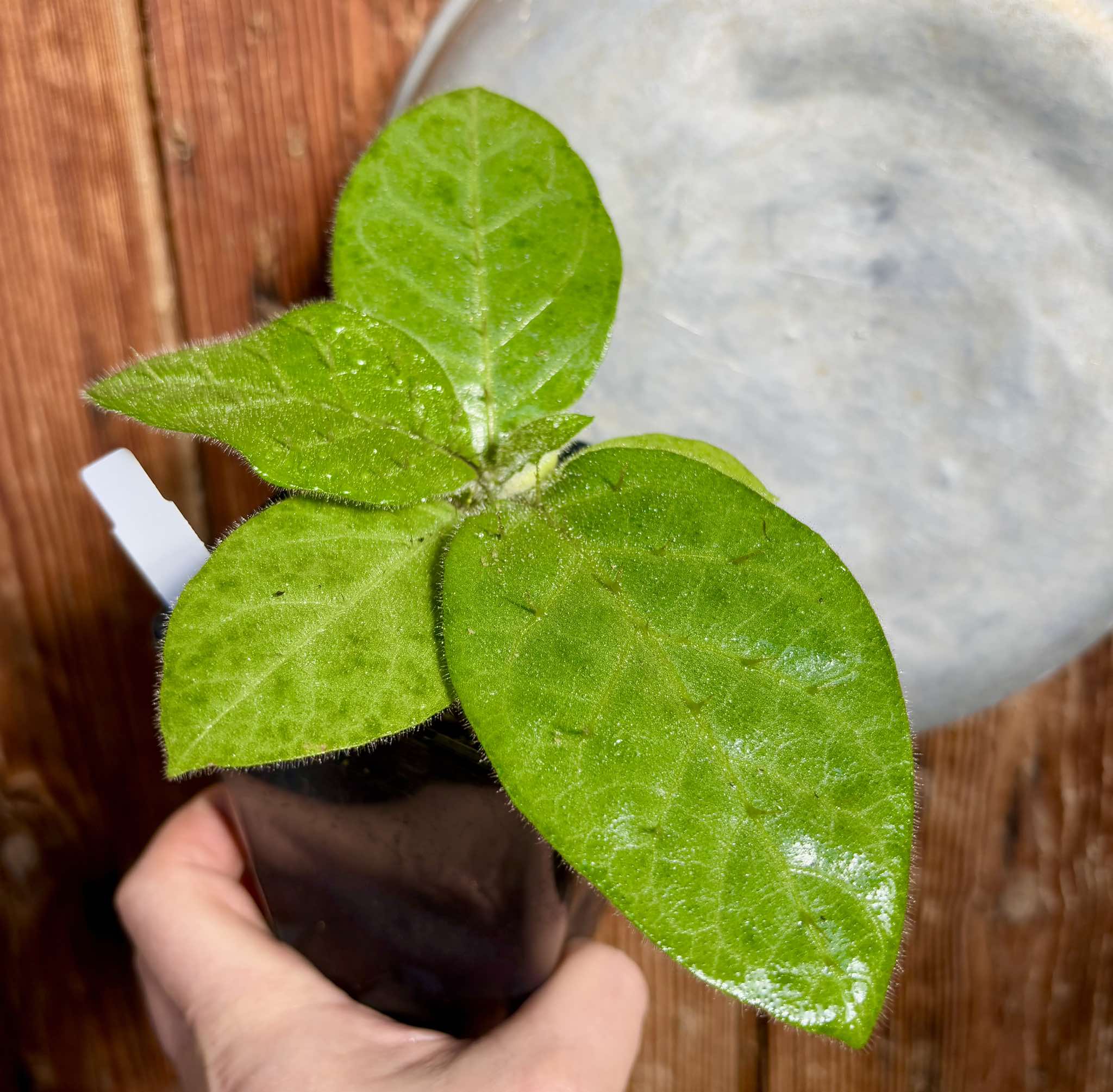 Solanum sp Verde Bahia - 1 small potted plant / 1 kleine, getopfte Pflanze