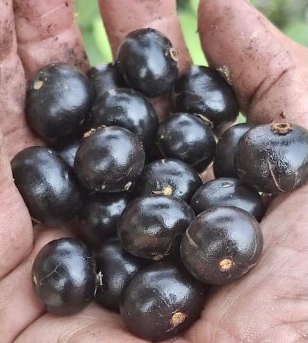 Pitanga de Cachorro (Neomitranthes obscura) - 1 germinated seed / 1 gekeimter Samen