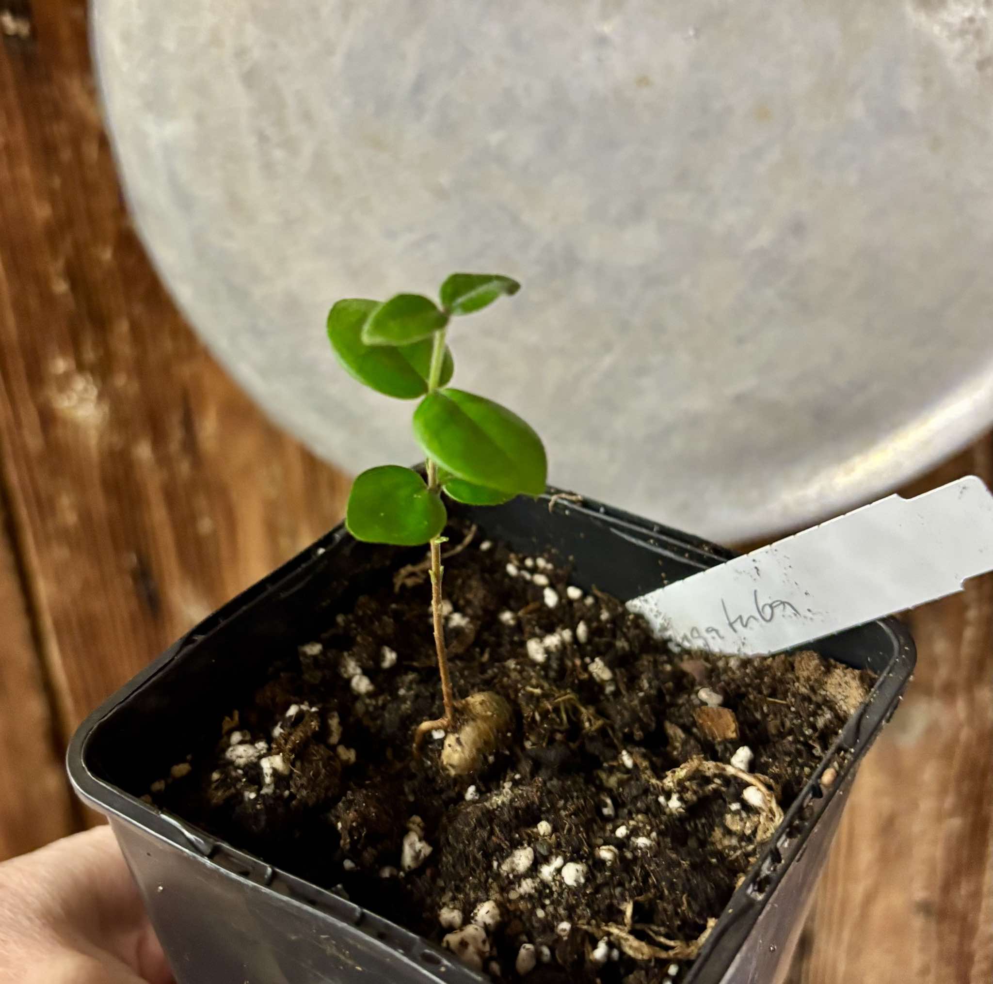 Eugenia selloi - Pitangatuba -  1 small potted seedling / 1 kleiner, getopfter Sämling