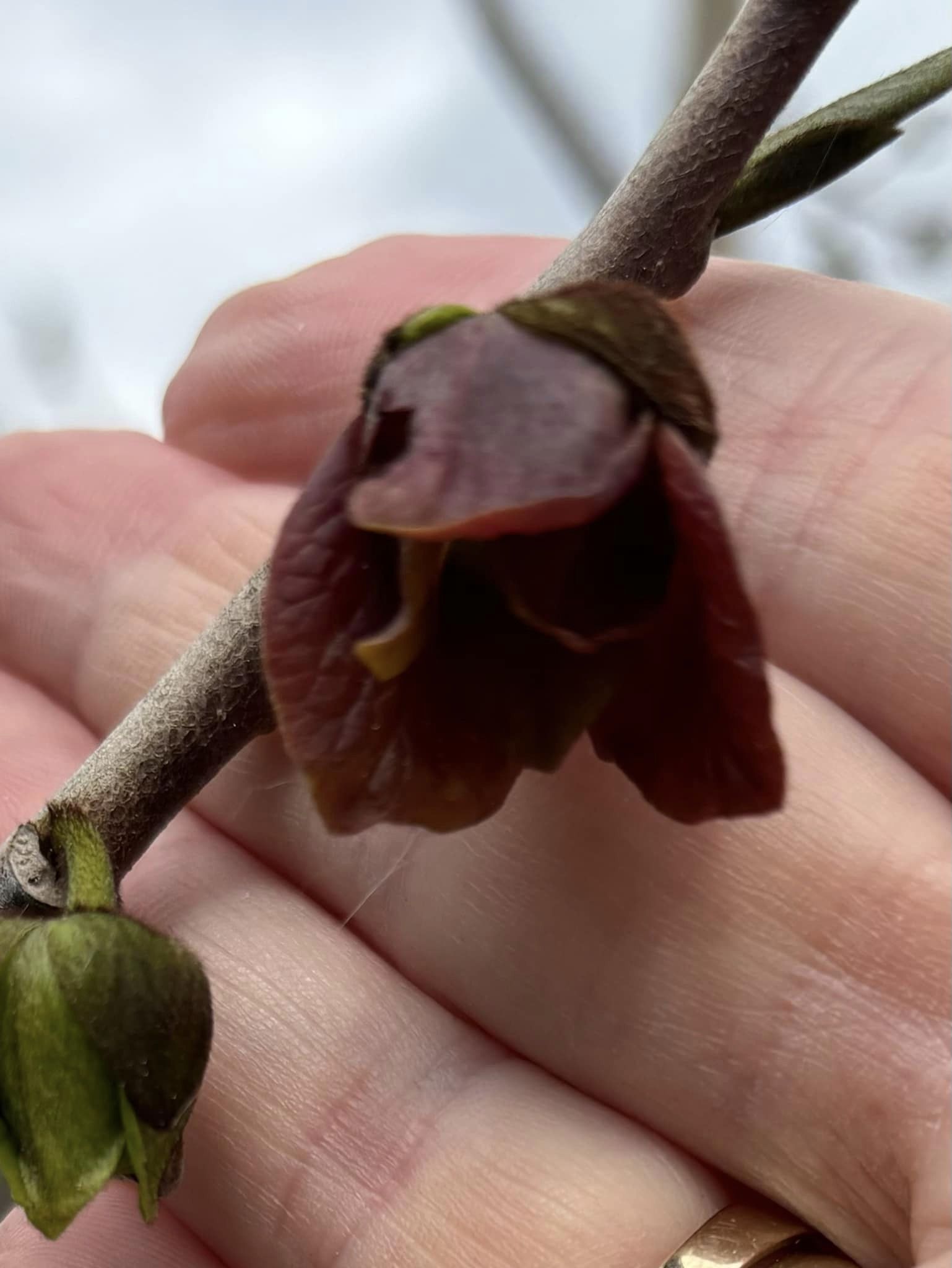 PawPaw var. Prima 1216 (Asimina triloba) - 1 fresh seed / 1 frischer Samen 