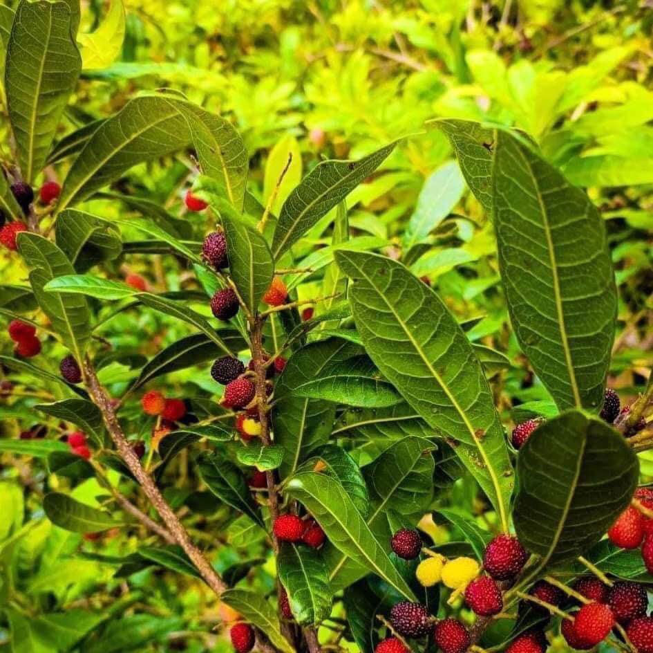 Kafal (Myrica esculenta) - seeds / Samen