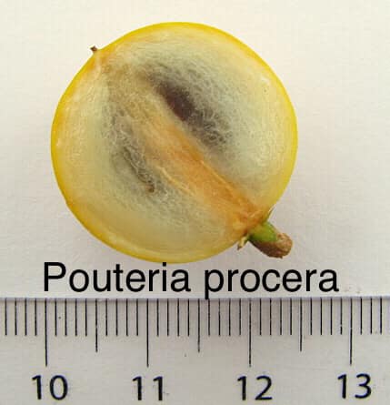 Pouteria procera - 1 potted plant / 1 getopfte Pflanze