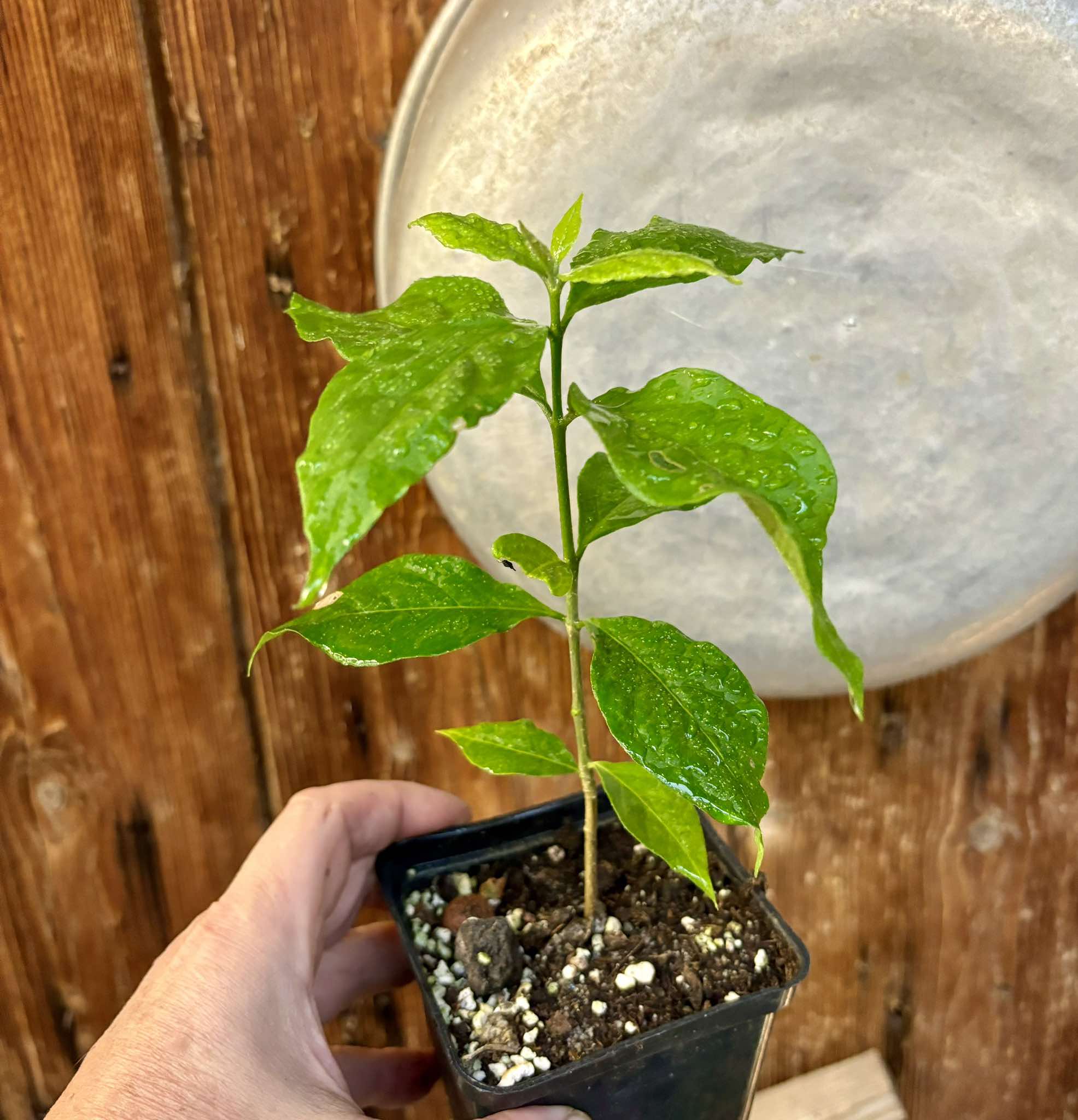 Peanutbutter Fruit (Bunchosia glandulifera) - 1 potted plant / 1 getopfte Pflanze