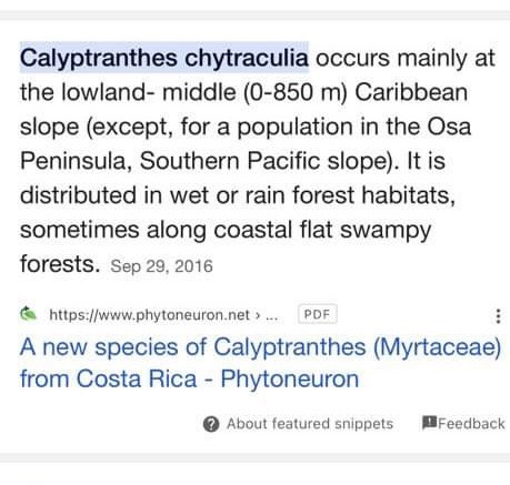 Myrcia chytraculia (Calyptranthes chytraculia) -  1 germinated seed / 1 gekeimter Samen