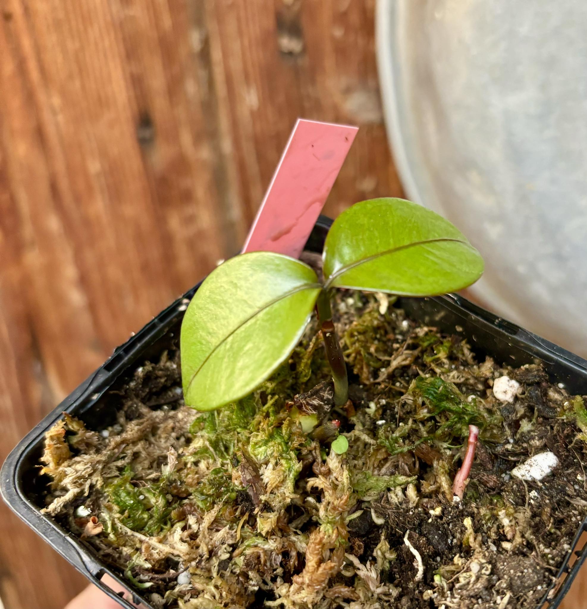 Garcinia  mangosteen - Mangosteen / Mangostane - 1 potted seedling/ 1 getopfter Sämling  