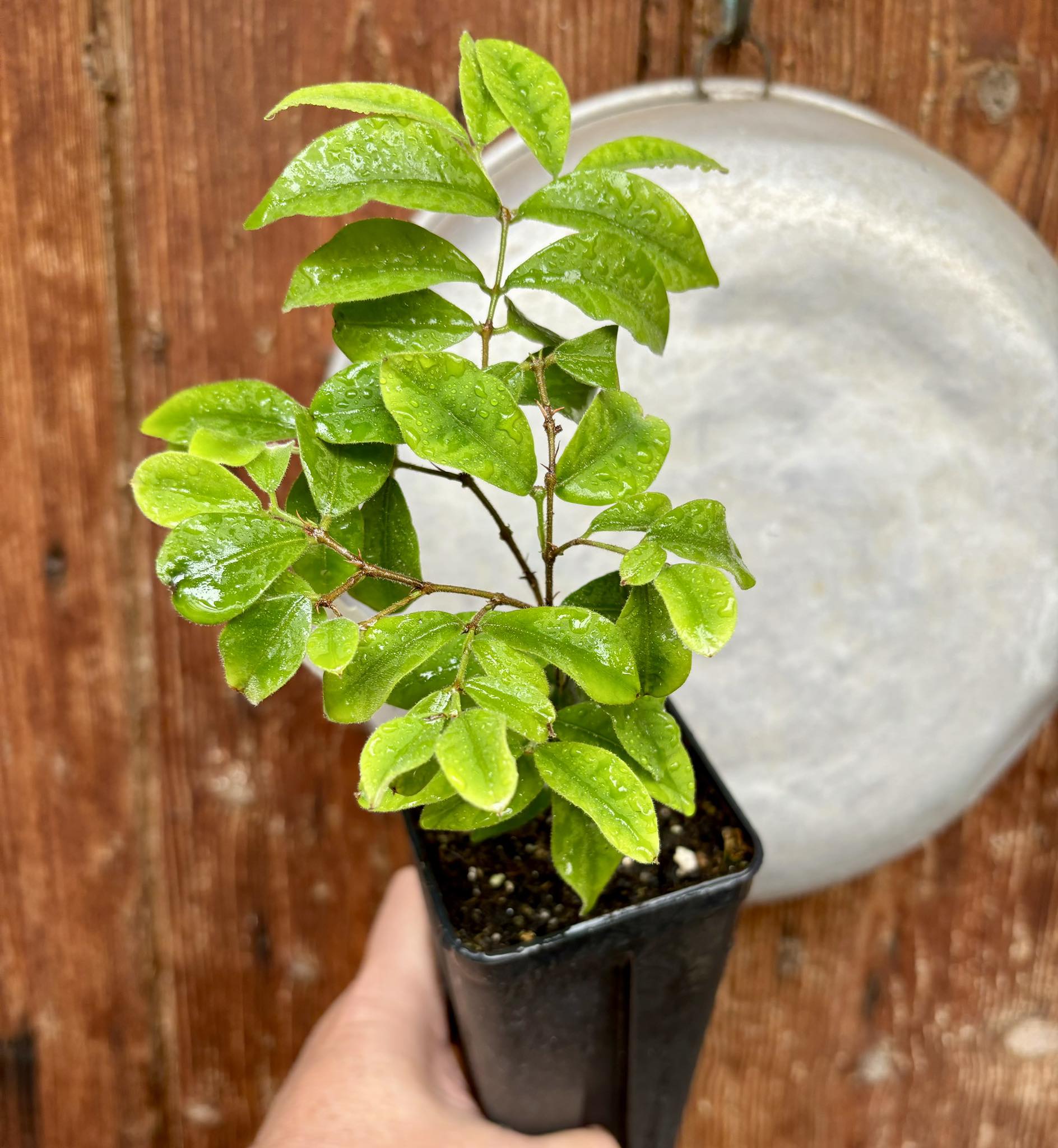 Eugenia joenssonii  - 1 potted plant / 1 getopfte Pflanze