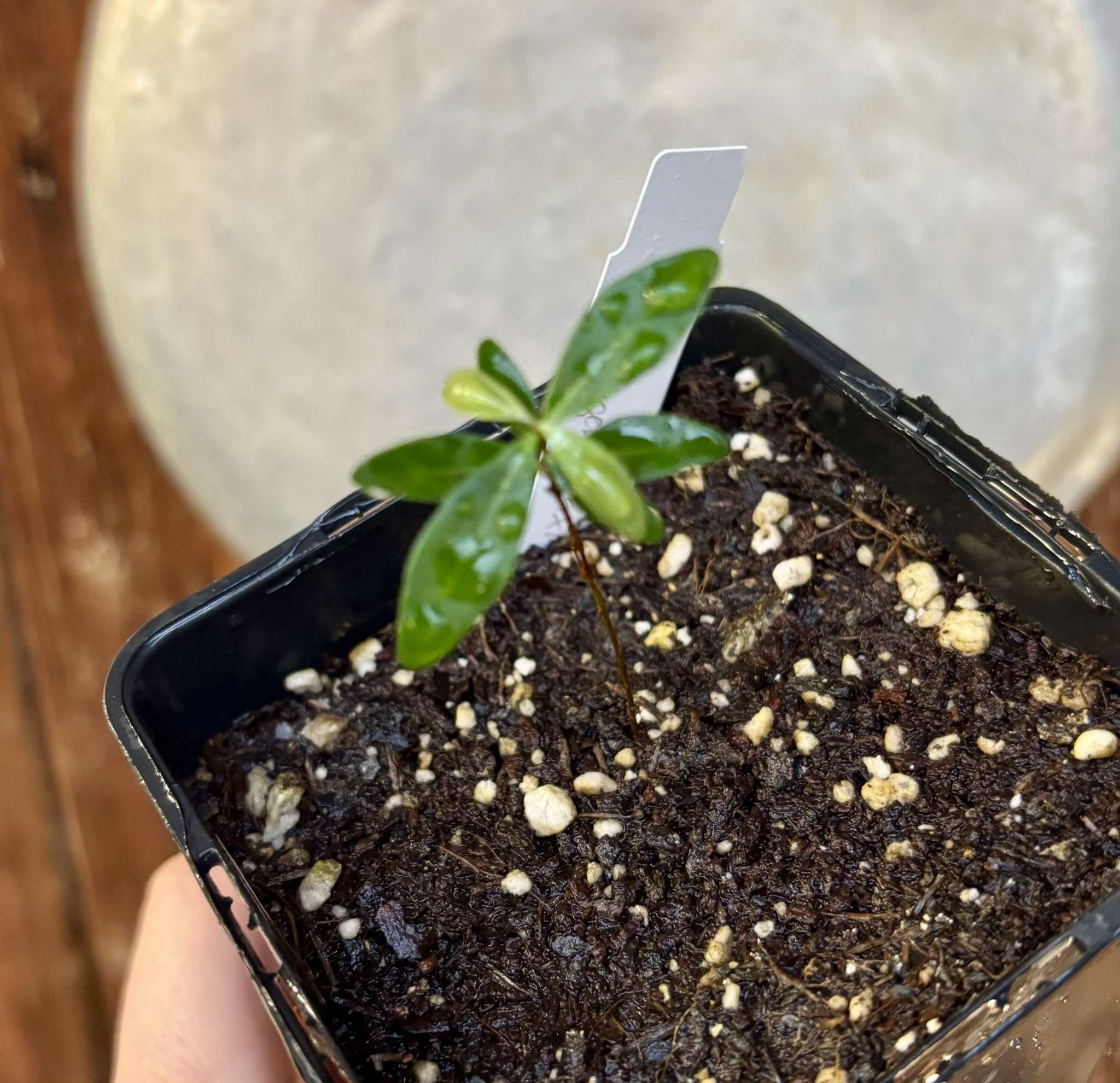  Eugenia axillaris  - White Stopper - 1 small potted seedling / 1 kleiner, getopfter Sämling