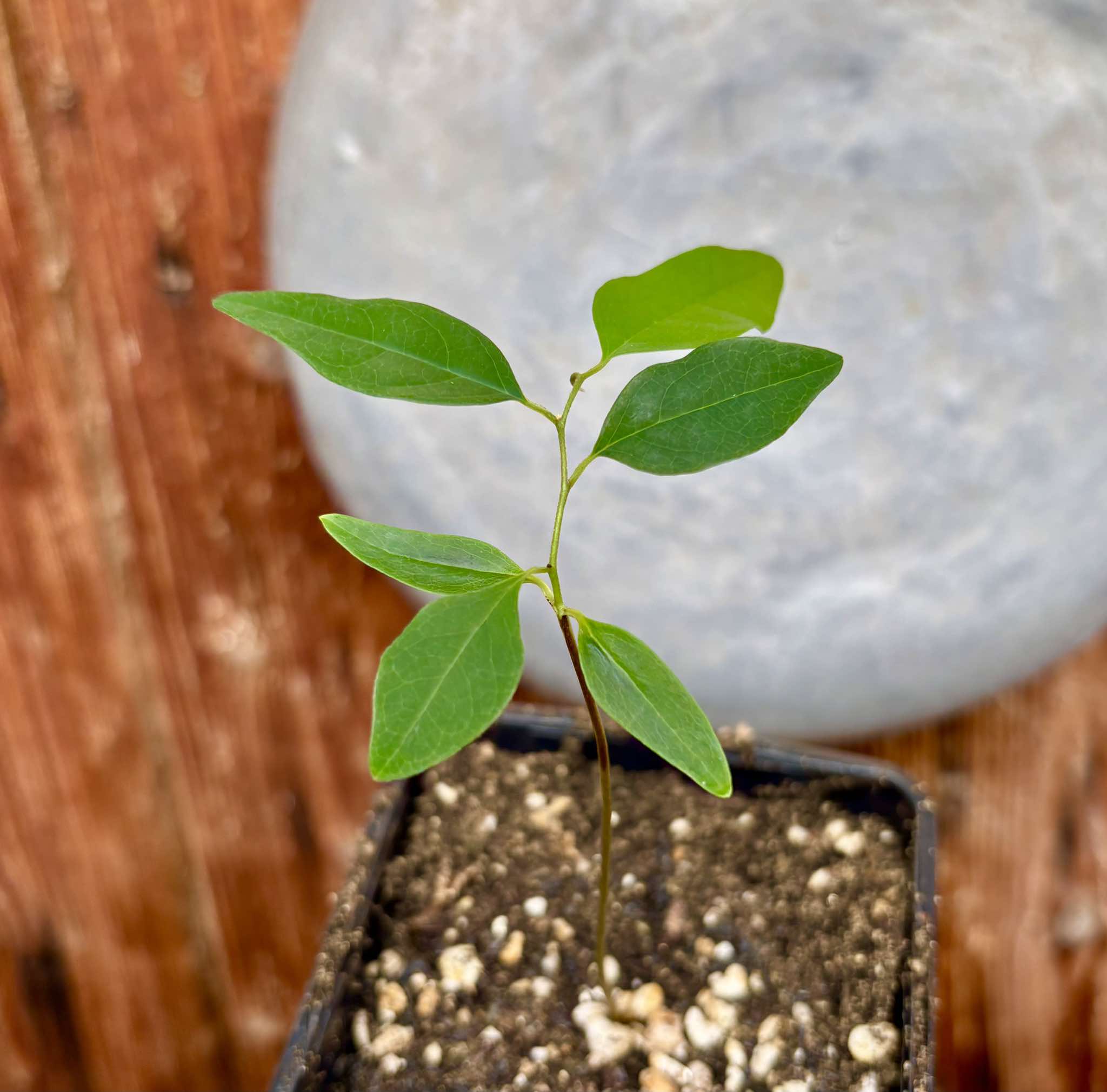 Annona emarginata - 1 potted plant / 1 getopfte Pflanze